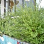 ウィンドー - お店様の入り口付近です②(9/6UP)