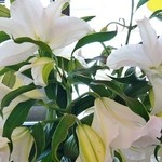 ウィンドー - お店内の「ユリ」です(9/6UP)