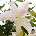 ウィンドー - お店内の「ユリ」アップです(9/6UP)