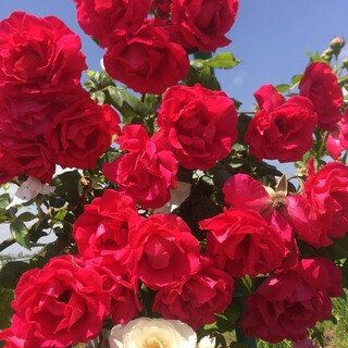 The best time to see roses is May ♪ There is a garden where you can enjoy seasonal flowers with Mt. Sefuri in the background.