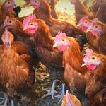 食鶏 しまや - 