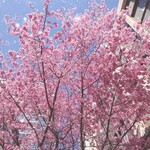 Kanda Enzou - 帰り道の三越近くの桜