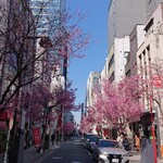 Kanda Enzou - 帰り道の三越近く、桜