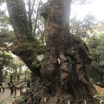 そば処すゞき - 来宮神社の大クス