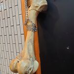 一条流がんこ総本家分家四谷荒木町 - 