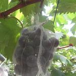 出山果樹園 - 巨峰