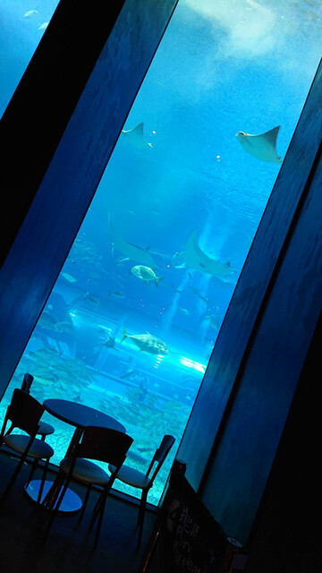 オーシャンブルー Ocean Blue 本部町 カフェ 食べログ オーシャンブルー Ocean Blue 本部町 カフェ 食べログ
