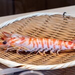 恵比寿 鮨 ふじまさ - 