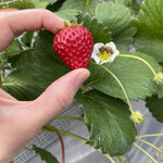 姫路ハートフル観光農園 - 