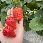 姫路ハートフル観光農園 - 