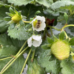 姫路ハートフル観光農園 - 