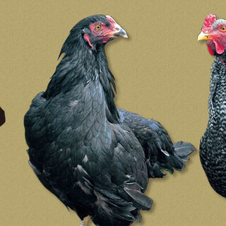 가고시마 지역 닭 검은 사츠마 닭 검은 왕의 전문점입니다.