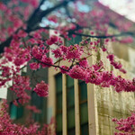 そばよし 日本橋本店 - 