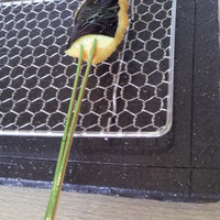 つのくに - 
