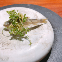 TACUBO - 