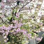 Ore No Furenchi - 近所の桜＠満開