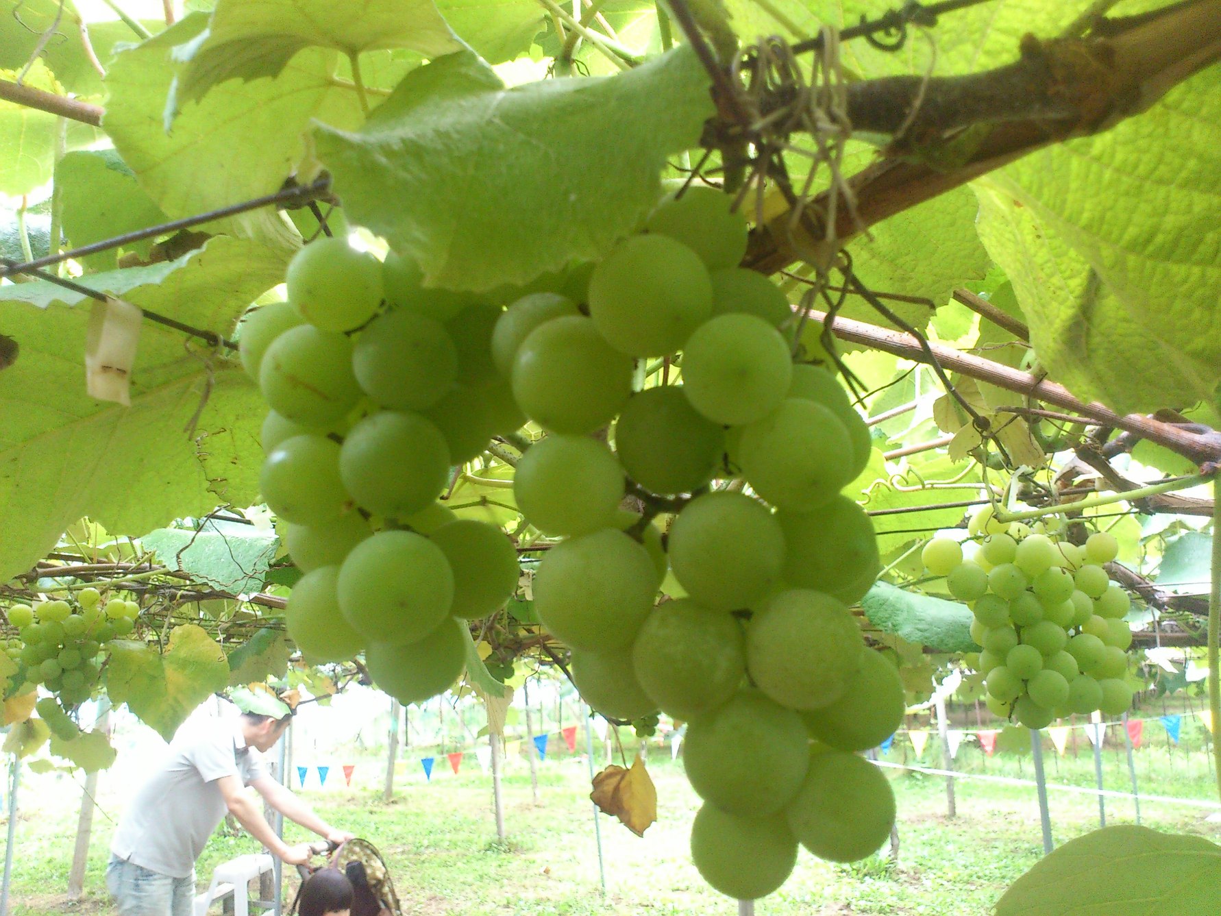 原遊覧園 name=