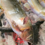 柳家 - 友釣りの証　針が引っ掛かってついた傷