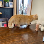 こぶたさんがころんだ。 - おまえ、いつもひとりだにゃ
      わたくしが一緒にいてやるにゃ
      
      と、おっしゃられて
      同席してくださいました(^^)