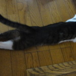 御堂筋 ロッヂ - おまけ・・・うちのゆう君暑いのでのびてます（ｗｗｗｗｗ