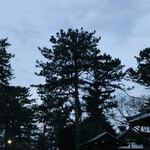 温石 - この松の樹上にシラサギが数匹、潜んでおります。『ギイ〜、ギイ〜』とメスを呼んでいるのか、陣地を主張しているのか、ちょっとドキドキする空間でした