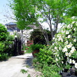 ルーラル・カフェ - モッコウバラにナニワイバラが咲き乱れる入口