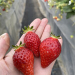 姫路ハートフル観光農園 - 