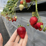 姫路ハートフル観光農園 - 