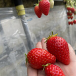 姫路ハートフル観光農園 - 