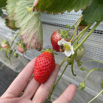 姫路ハートフル観光農園 - 