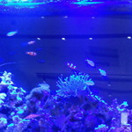 壁にははめこみの水槽