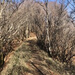 とんちゃん - 国見山の気持ちのいい尾根道