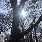 とんちゃん - 春の日差しが