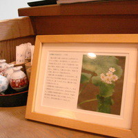山荷葉 - 