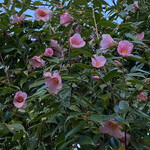 百楽荘 - 椿が綺麗