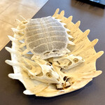 プレゼンテ スギ - すっぽん