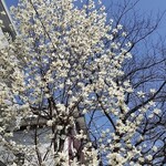 石臼挽き手打ち蕎麦 高はし - 