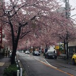 たかおかcafe - 桜並木　こちらの桜は早咲きです