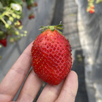 姫路ハートフル観光農園 - 