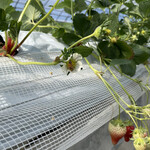 姫路ハートフル観光農園 - 