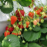 館山いちご狩りセンター - 