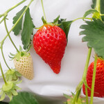 館山いちご狩りセンター - 