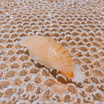 町田 寿司 空 - イシダイはさっぱりと