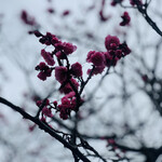 魚菜料理 縄屋 - 外観2：紅梅