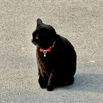 須崎食料品店 - 看板猫の黒猫さん♡