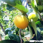 田舎うどん てつ - 2012年9月　ちいさい秋　みぃつけた