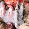魚・串料理 つぼみ - 料理写真:新鮮魚介‼