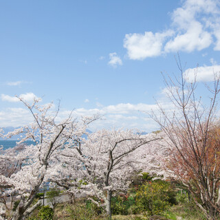 煌めく琵琶湖と桜を眺めるテラス席。ピクニック気分で。
