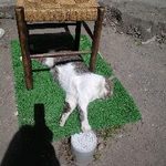 看板猫　　店先で昼寝中♪