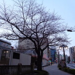 一〇そば - 駅前の桜の樹